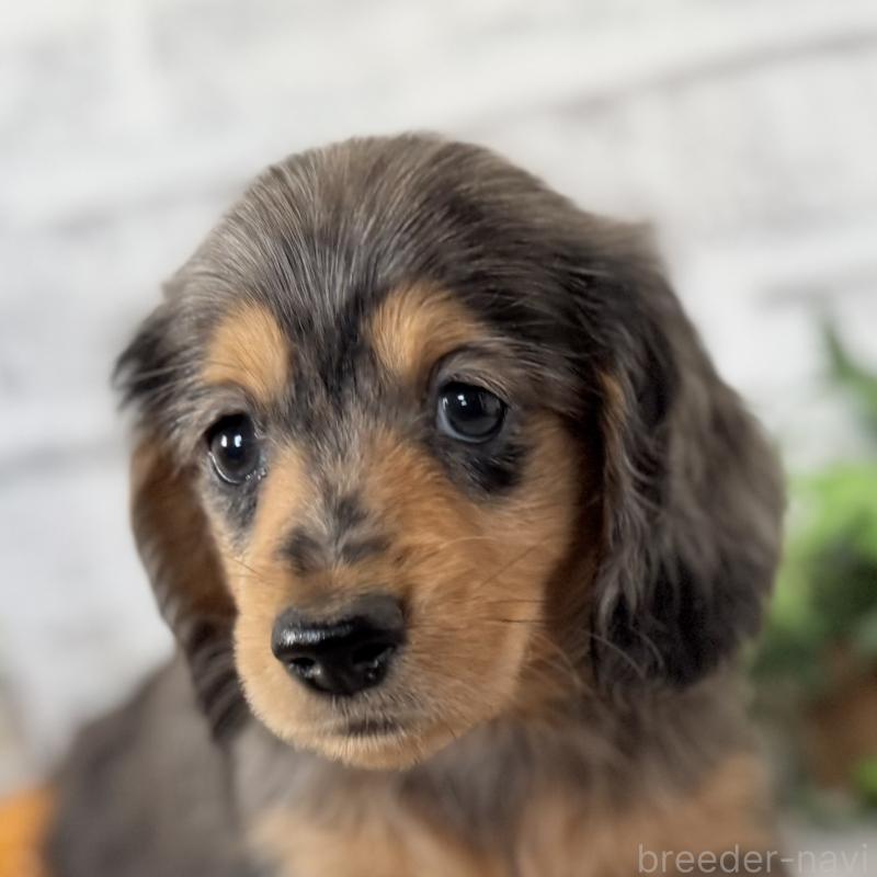 販売中の埼玉県のミニチュアダックスフンド(ロングヘアード)-423578の12枚目