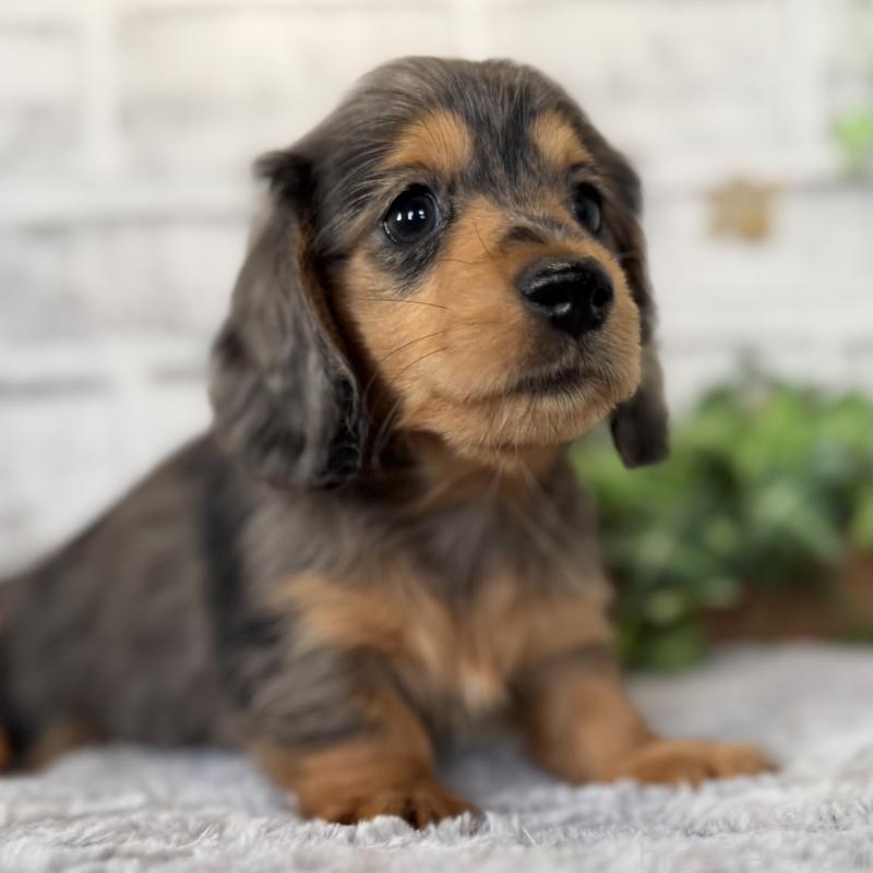 販売中の埼玉県のミニチュアダックスフンド(ロングヘアード)-423578の11枚目