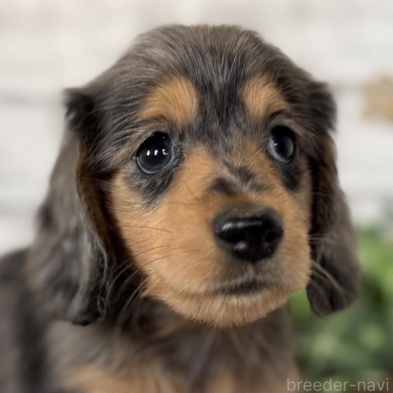 販売中の埼玉県のミニチュアダックスフンド(ロングヘアード)-423578の10枚目