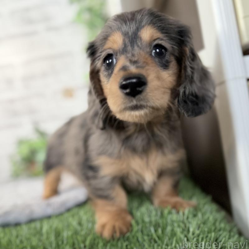 販売中の埼玉県のミニチュアダックスフンド(ロングヘアード)-423578の9枚目