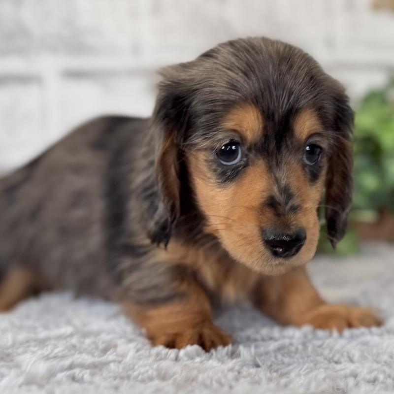 販売中の埼玉県のミニチュアダックスフンド(ロングヘアード)-423578の8枚目