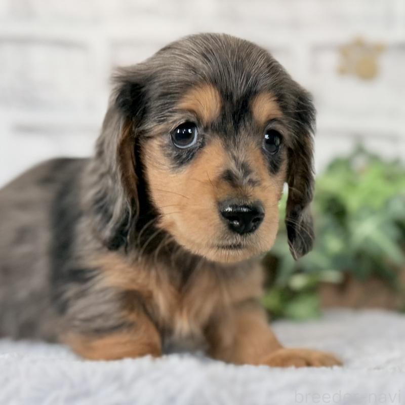 販売中の埼玉県のミニチュアダックスフンド(ロングヘアード)-423578の7枚目