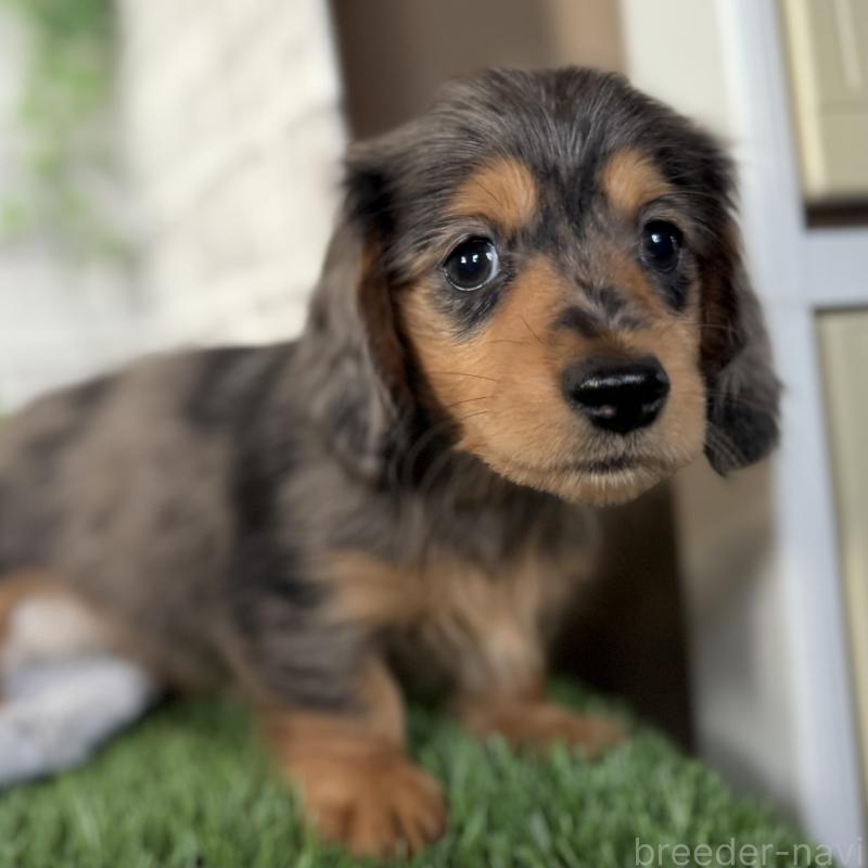 販売中の埼玉県のミニチュアダックスフンド(ロングヘアード)-423578の5枚目