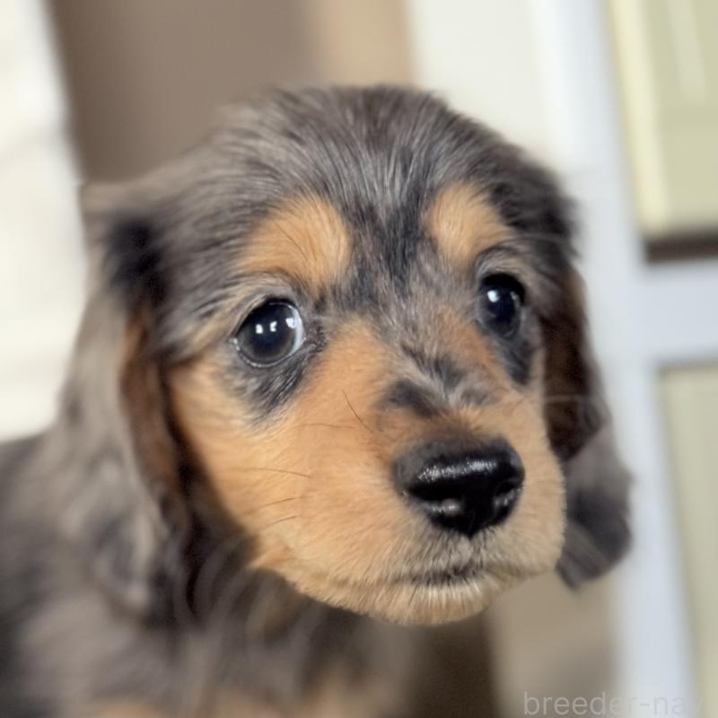 販売中の埼玉県のミニチュアダックスフンド(ロングヘアード)-423578の4枚目