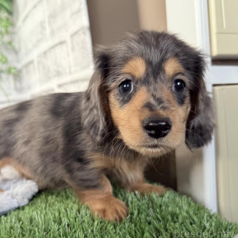 販売中の埼玉県のミニチュアダックスフンド(ロングヘアード)-423578の3枚目