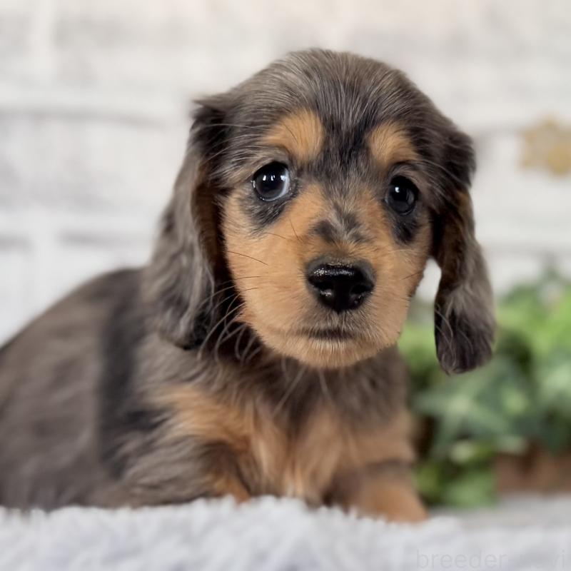 販売中の埼玉県のミニチュアダックスフンド(ロングヘアード)-423578の2枚目