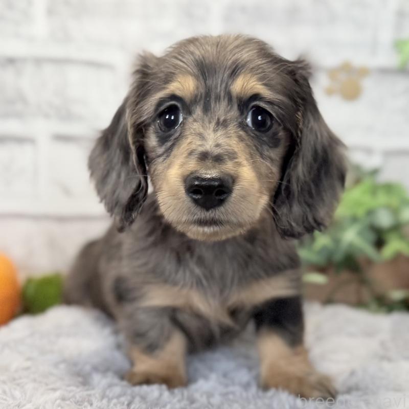 販売中の埼玉県のミニチュアダックスフンド(ロングヘアード)-423579