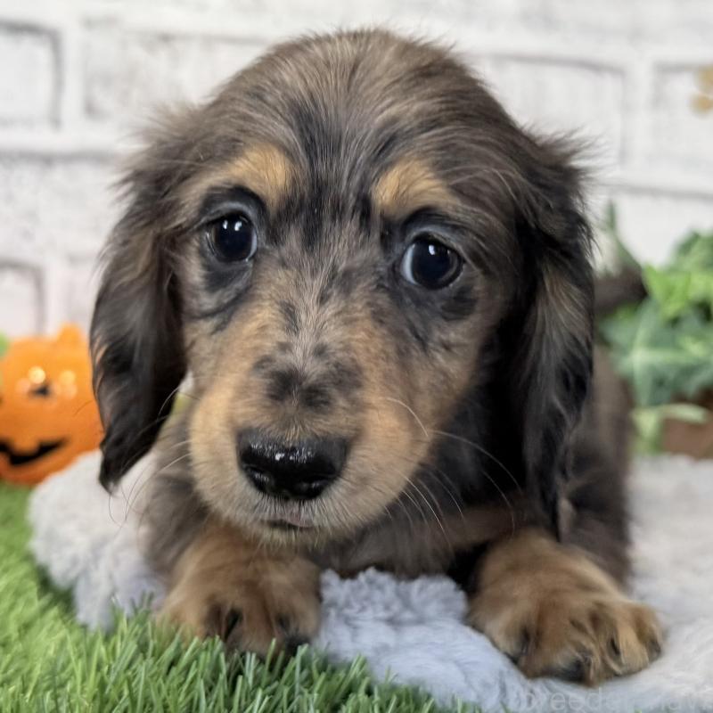 販売中の埼玉県のミニチュアダックスフンド(ロングヘアード)-423579の10枚目