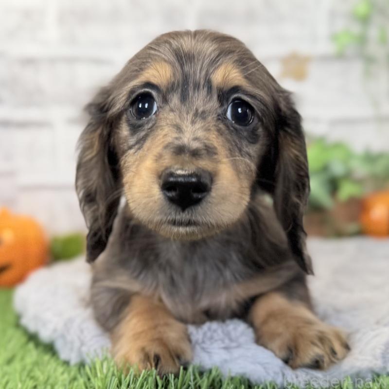 販売中の埼玉県のミニチュアダックスフンド(ロングヘアード)-423579の9枚目