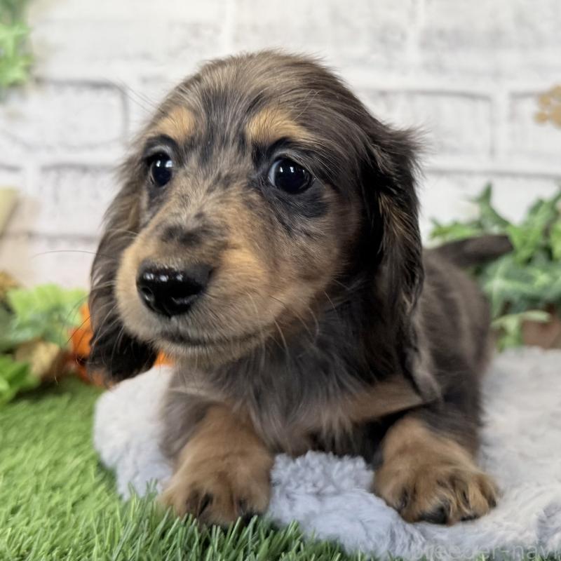 販売中の埼玉県のミニチュアダックスフンド(ロングヘアード)-423579の7枚目