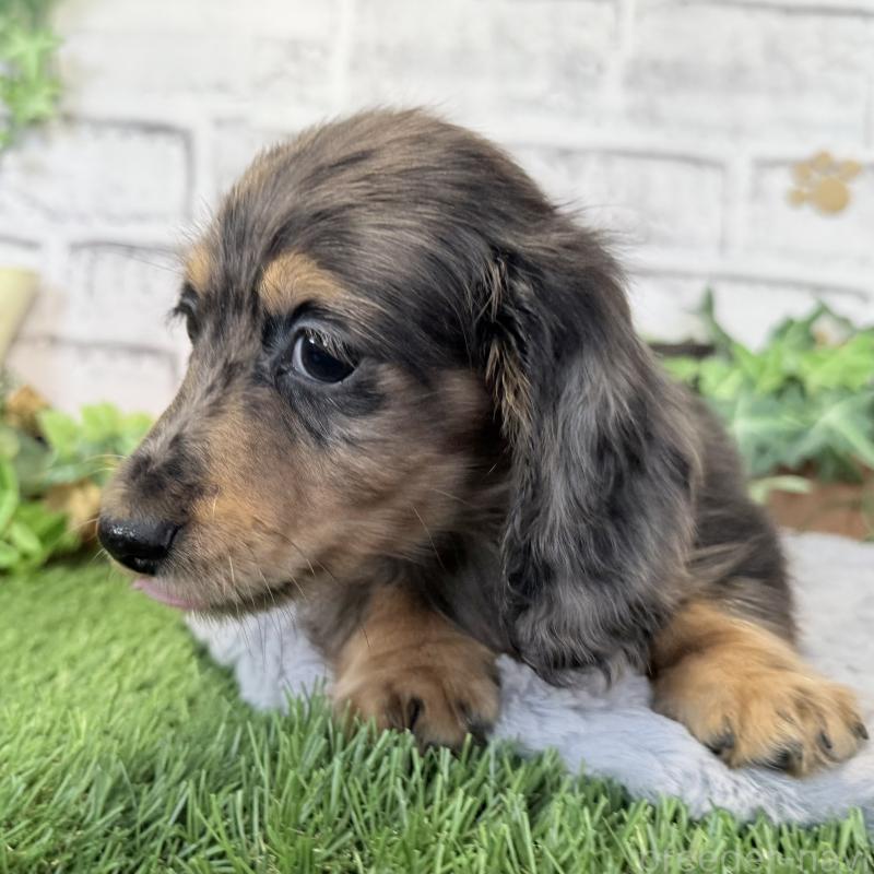 販売中の埼玉県のミニチュアダックスフンド(ロングヘアード)-423579の6枚目