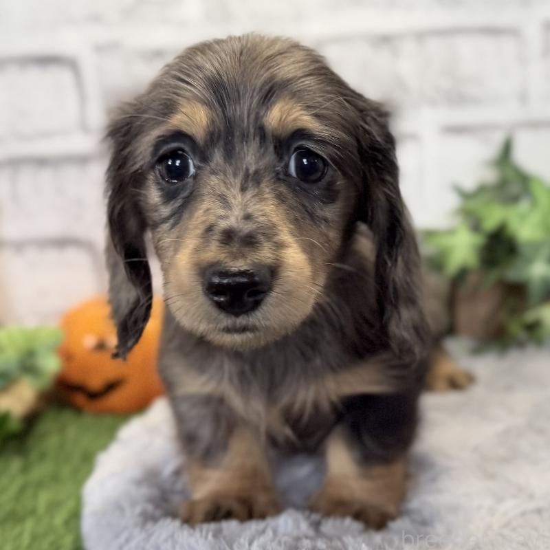 販売中の埼玉県のミニチュアダックスフンド(ロングヘアード)-423579の5枚目