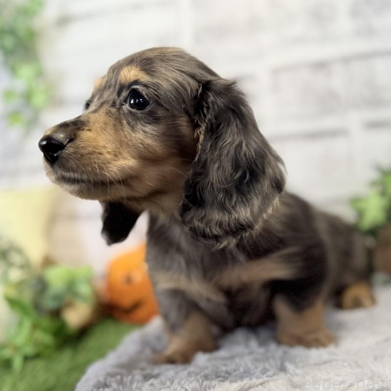 販売中の埼玉県のミニチュアダックスフンド(ロングヘアード)-423579の3枚目