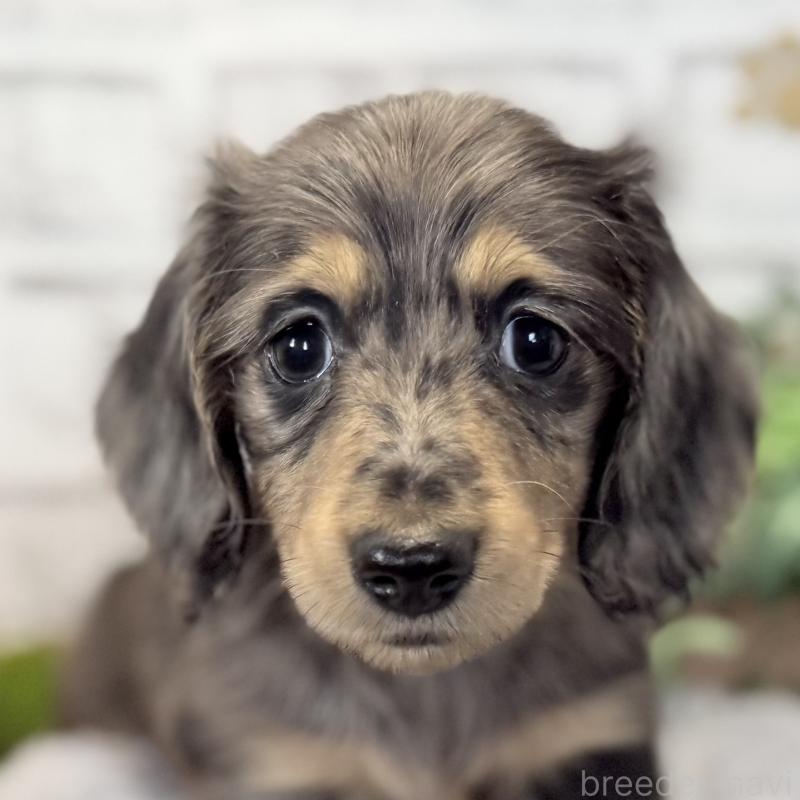 販売中の埼玉県のミニチュアダックスフンド(ロングヘアード)-423579の2枚目