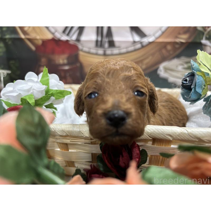 販売中の栃木県のトイプードル-423580の1枚目