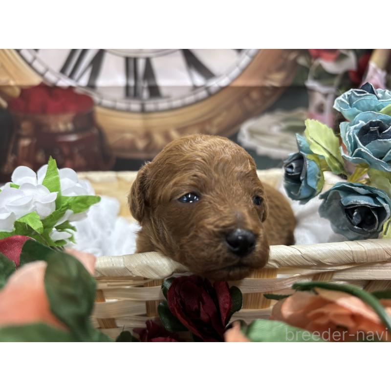 販売中の栃木県のトイプードル-423580の12枚目