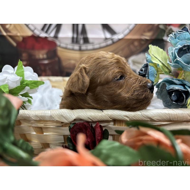 販売中の栃木県のトイプードル-423580の11枚目