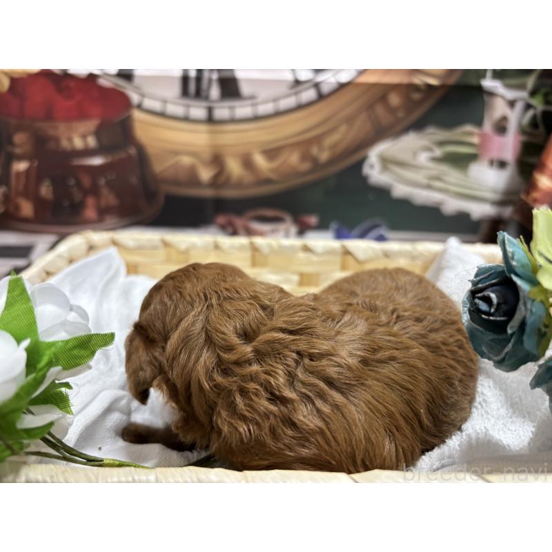 販売中の栃木県のトイプードル-423580の10枚目