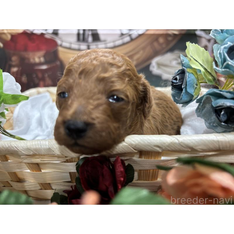 販売中の栃木県のトイプードル-423580の9枚目