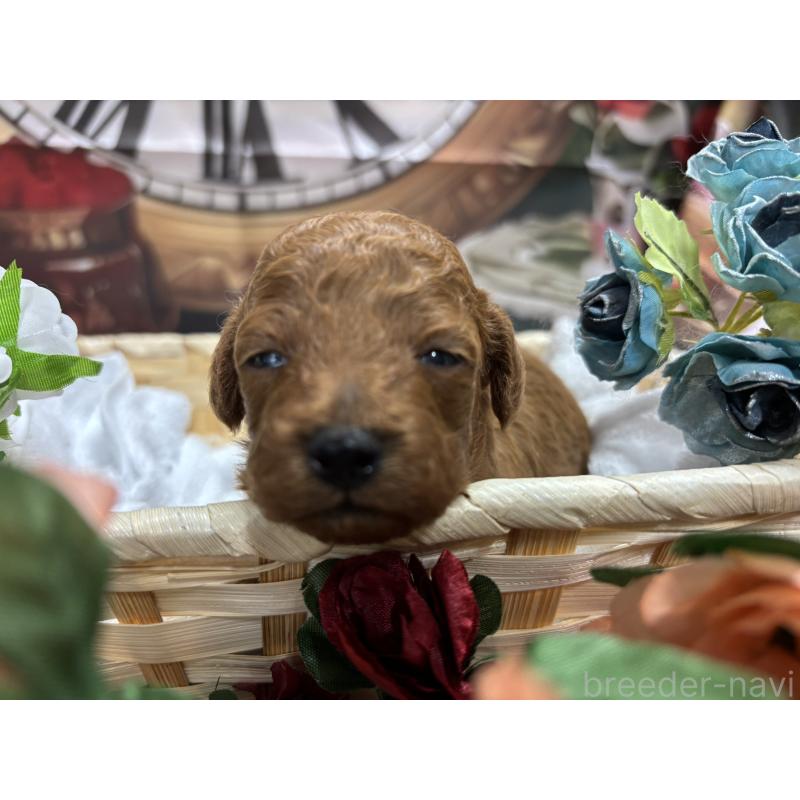 販売中の栃木県のトイプードル-423580の8枚目