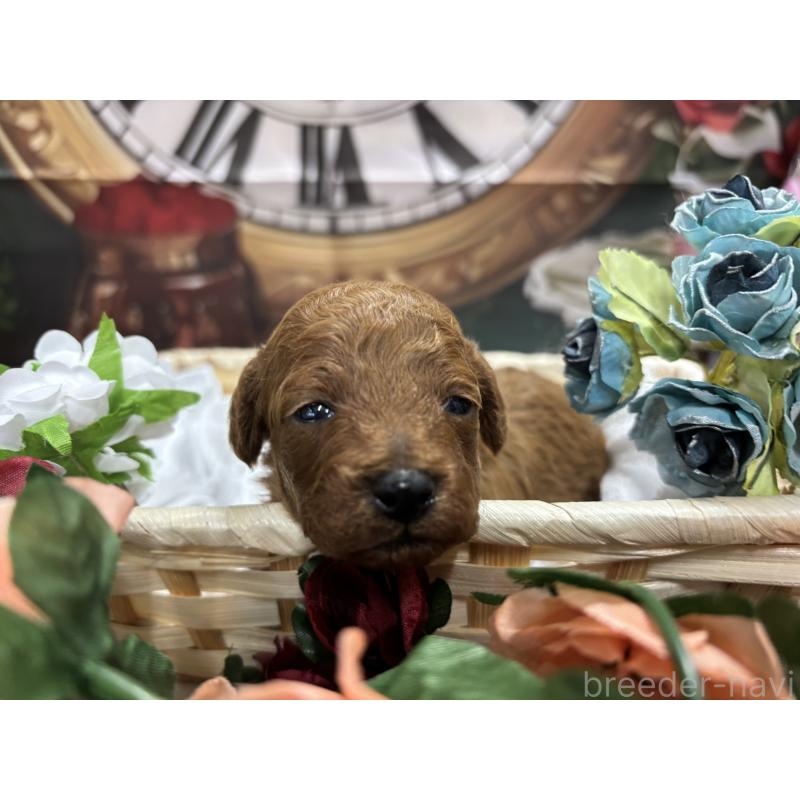 販売中の栃木県のトイプードル-423580の7枚目