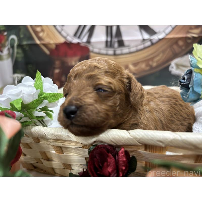 販売中の栃木県のトイプードル-423580の6枚目