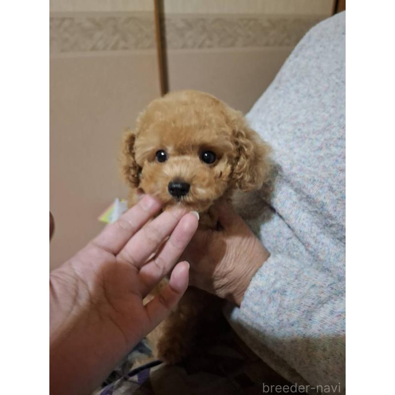 販売中の栃木県のトイプードル-423580の5枚目