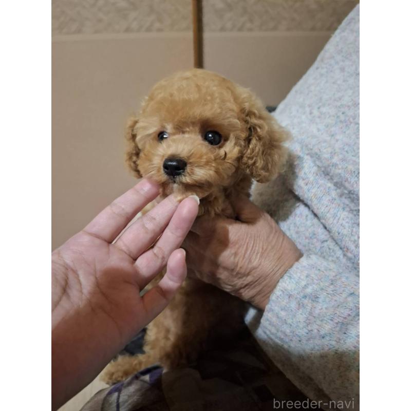 販売中の栃木県のトイプードル-423580の4枚目