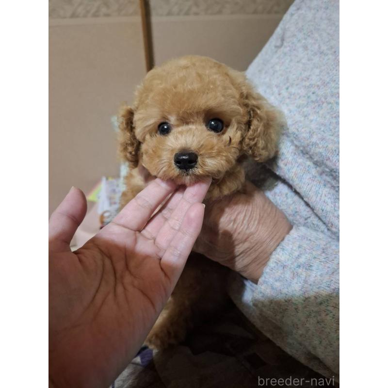 販売中の栃木県のトイプードル-423580の3枚目