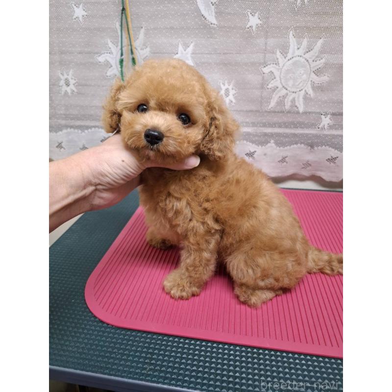 販売中の栃木県のトイプードル-423580の2枚目