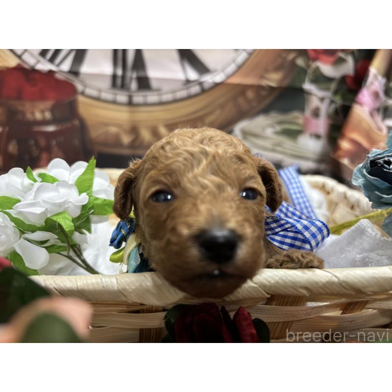 販売中の栃木県のトイプードル-423581の1枚目