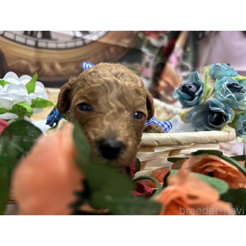 販売中の栃木県のトイプードル-423581の8枚目