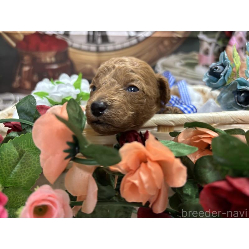 販売中の栃木県のトイプードル-423581の7枚目