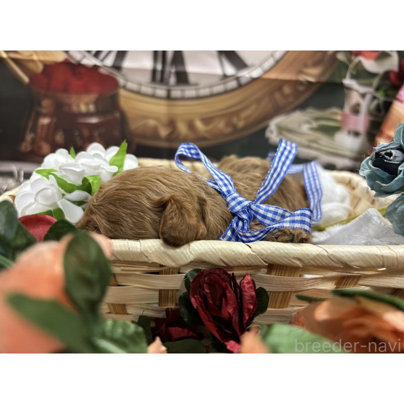 販売中の栃木県のトイプードル-423581の6枚目