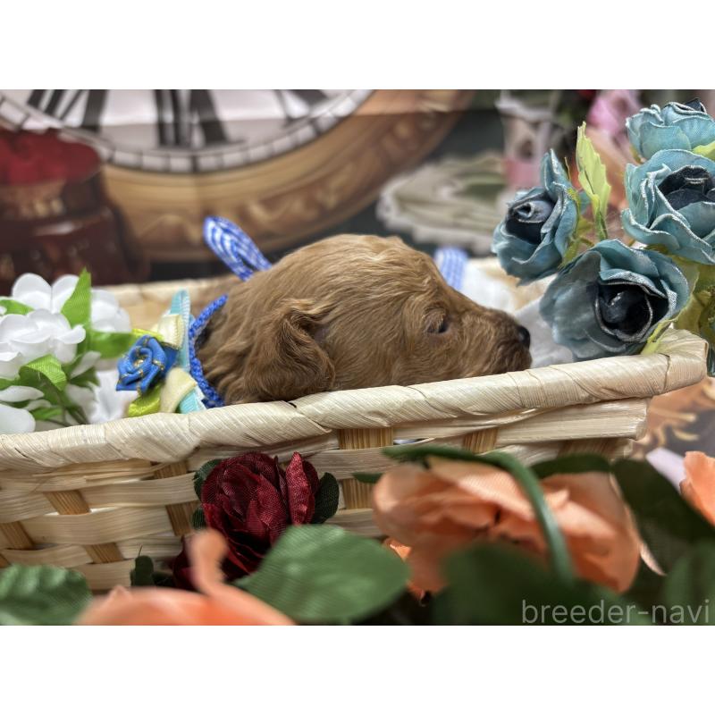 販売中の栃木県のトイプードル-423581の5枚目