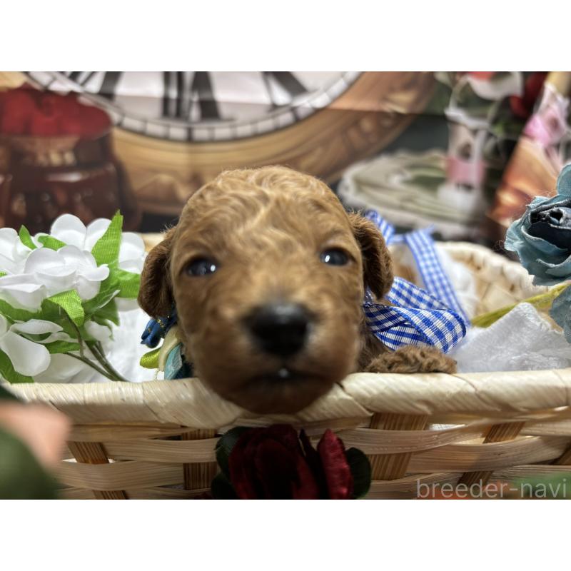 販売中の栃木県のトイプードル-423581の4枚目