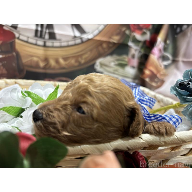 販売中の栃木県のトイプードル-423581の3枚目