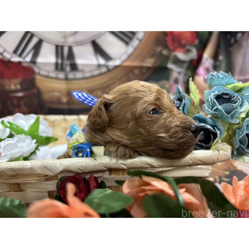 販売中の栃木県のトイプードル-423581の2枚目