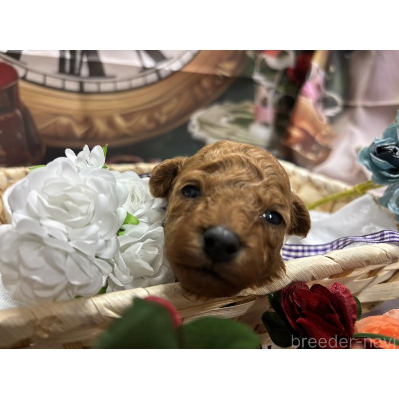 販売中の栃木県のトイプードル-423582