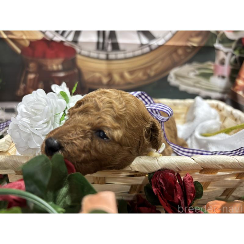 販売中の栃木県のトイプードル-423582の8枚目