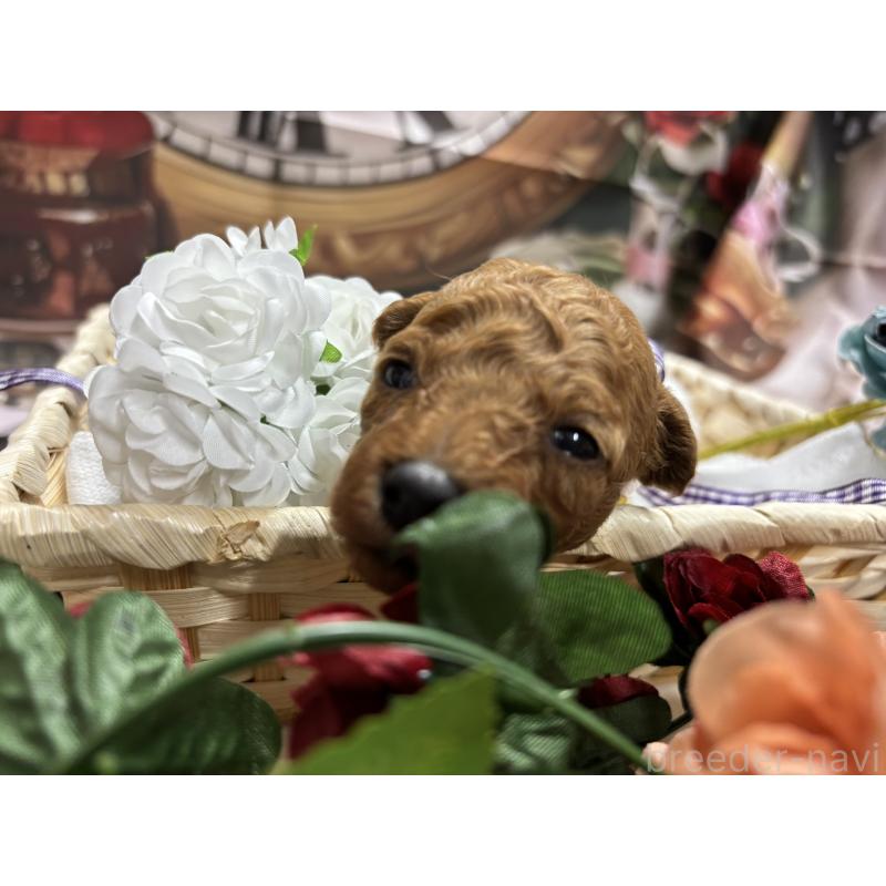 販売中の栃木県のトイプードル-423582の7枚目