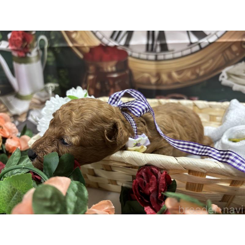 販売中の栃木県のトイプードル-423582の6枚目