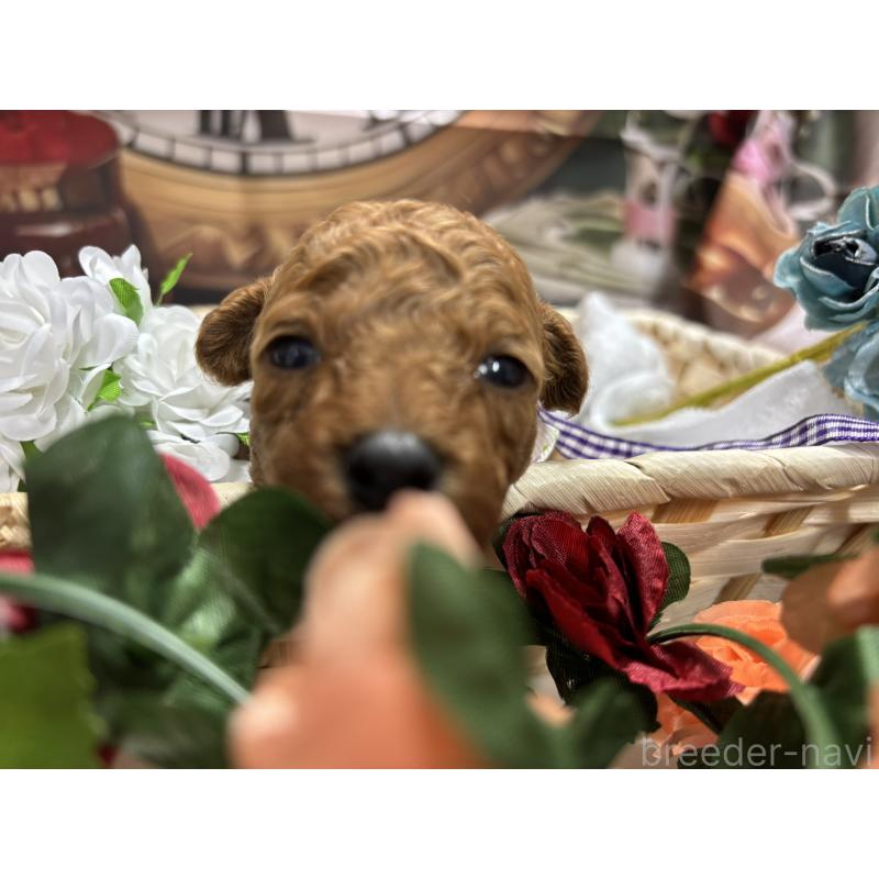 販売中の栃木県のトイプードル-423582の5枚目