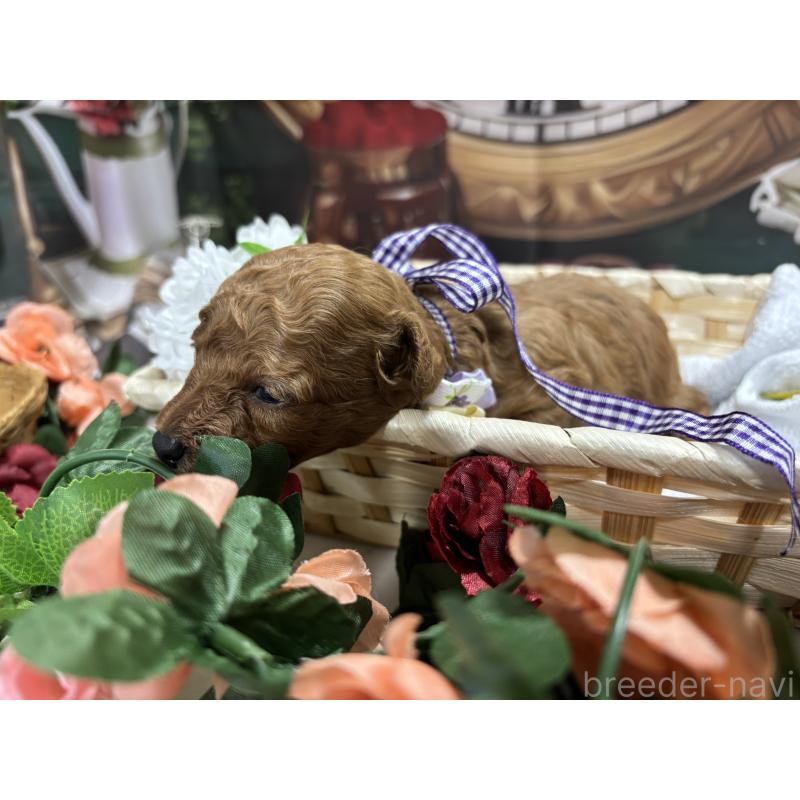 販売中の栃木県のトイプードル-423582の4枚目