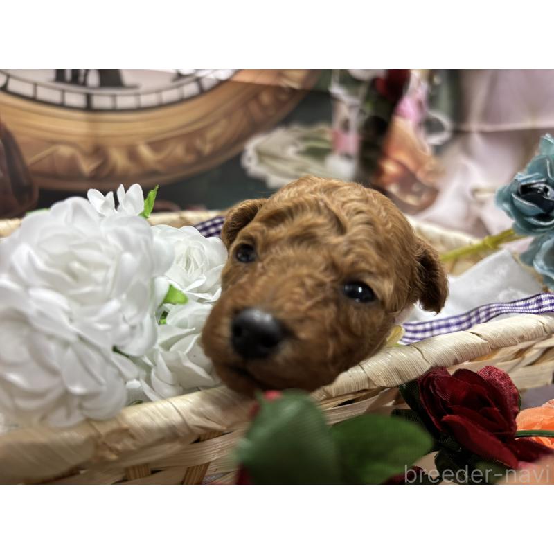 販売中の栃木県のトイプードル-423582の3枚目