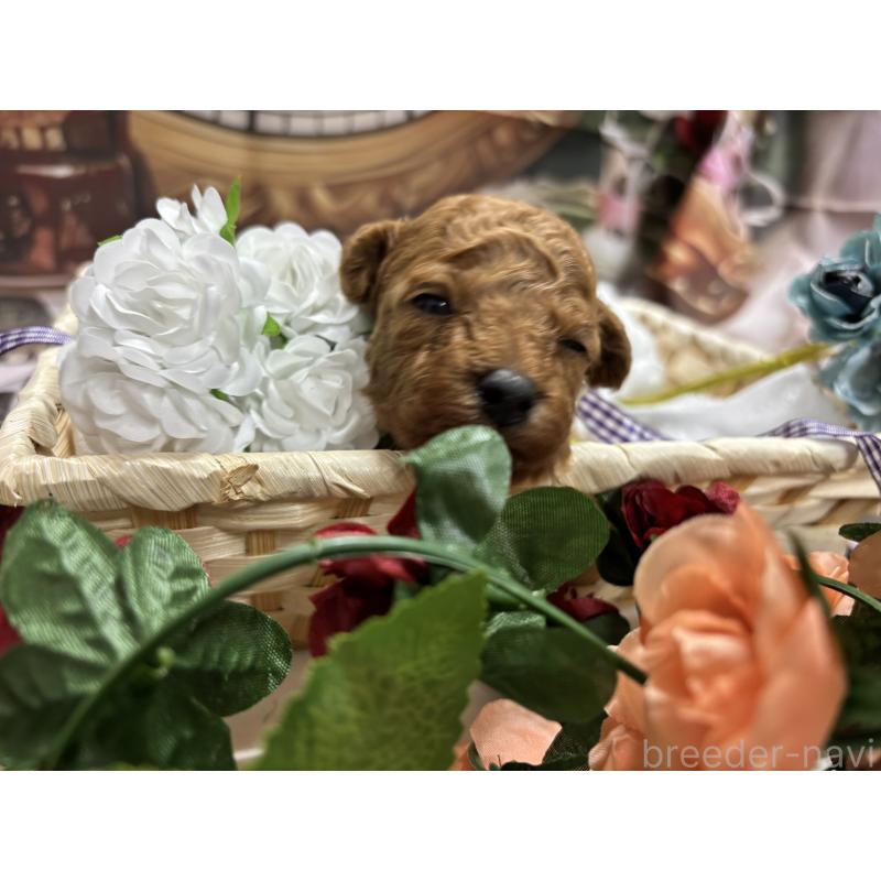 販売中の栃木県のトイプードル-423582の2枚目