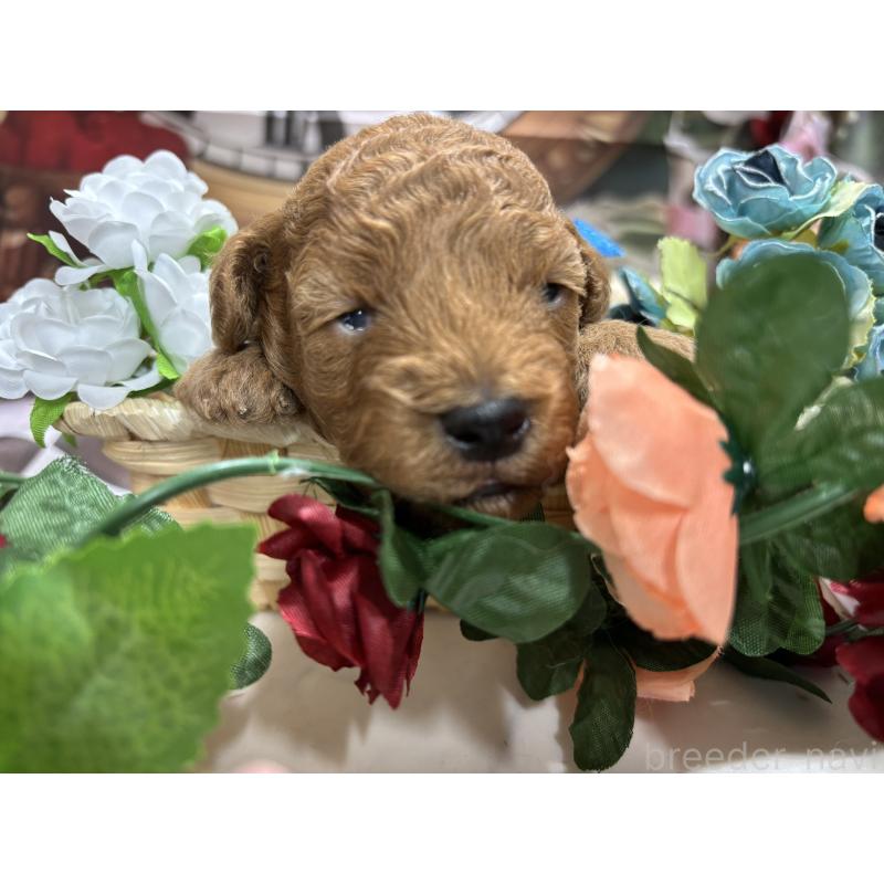 販売中ののトイプードル-423583