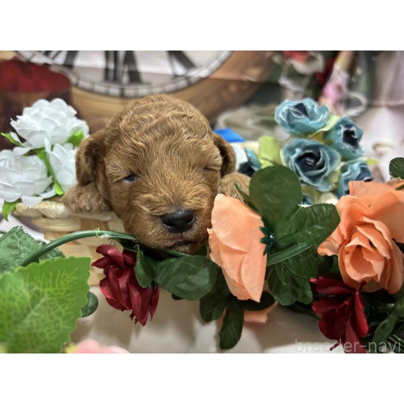 販売中の栃木県のトイプードル-423583の8枚目