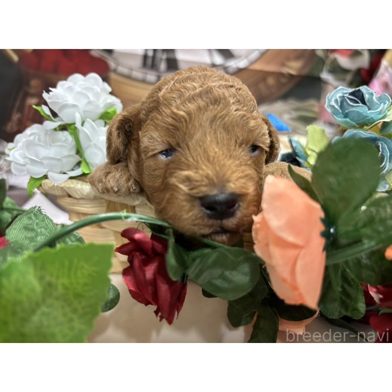 販売中の栃木県のトイプードル-423583の7枚目