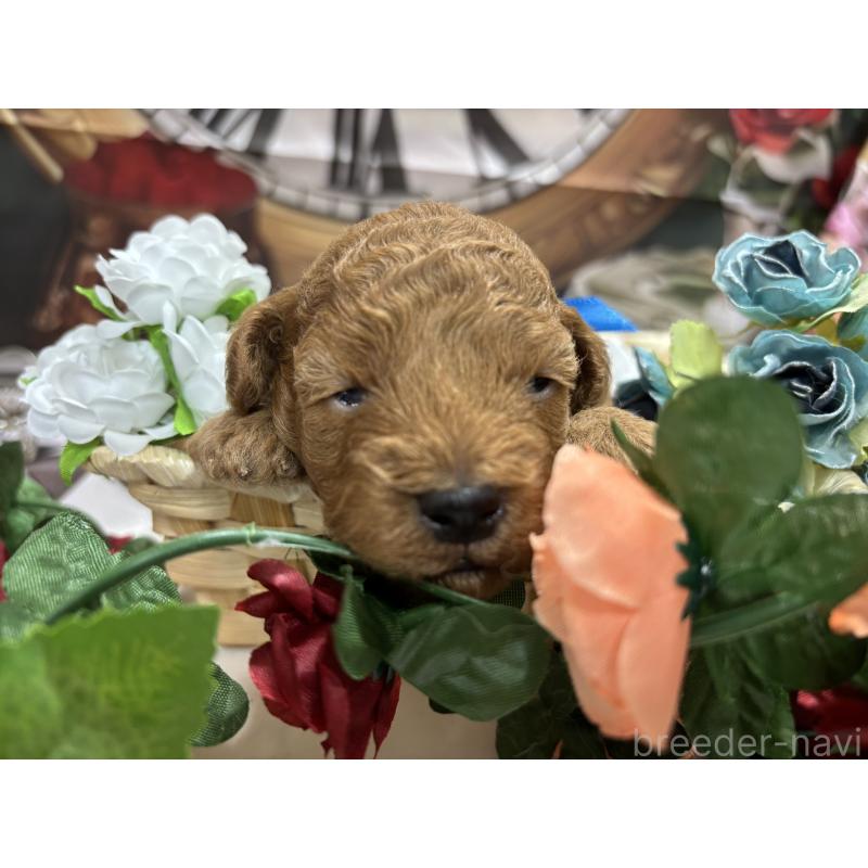 販売中の栃木県のトイプードル-423583の6枚目